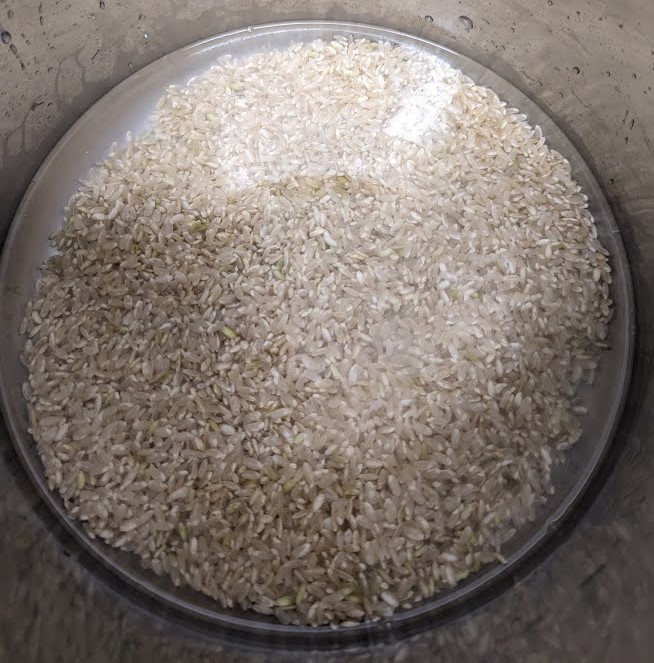 The brown rice has been watered with 500 ml of water.